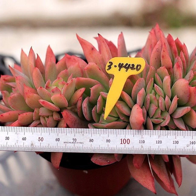 Echeveria Luella, Cristata