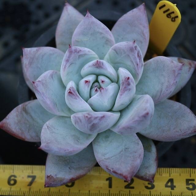 Echeveria Colorata Sp.