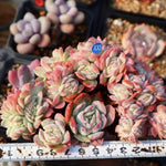 Echeveria Sanchez-Mejoradae