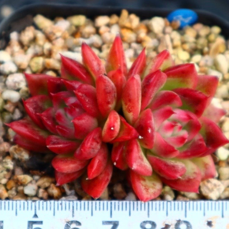 Echeveria Floriditi