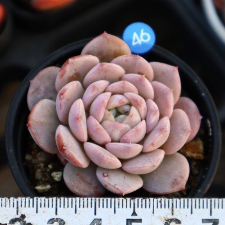 Echeveria Amazing Grace