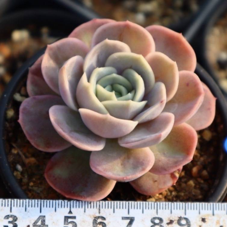 Echeveria Blue Suprise