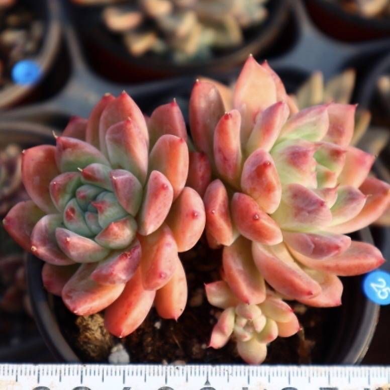 Echeveria Colby