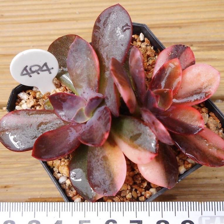 Echeveria Hanaikada, Variegata