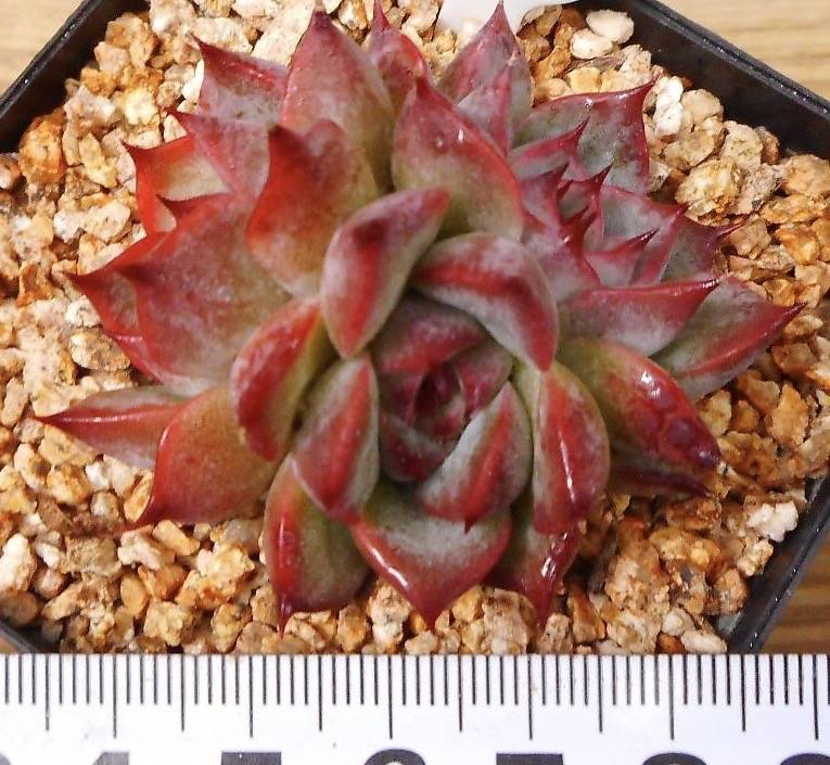 Echeveria Stella