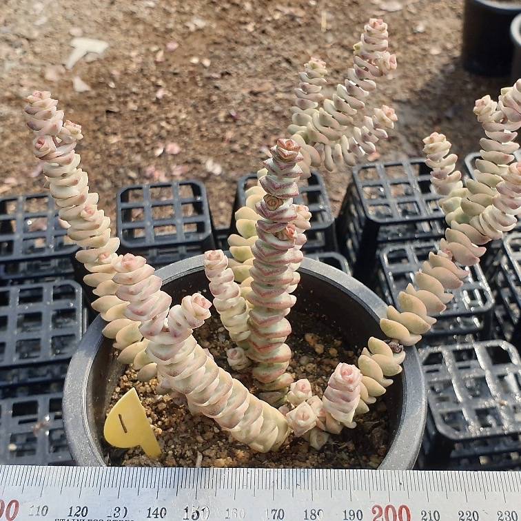 Crassula Perforata, Variegata