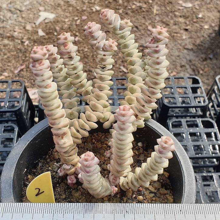 Crassula Perforata, Variegata