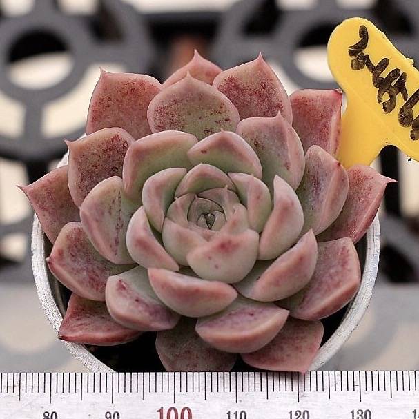 Echeveria Spicy Lara