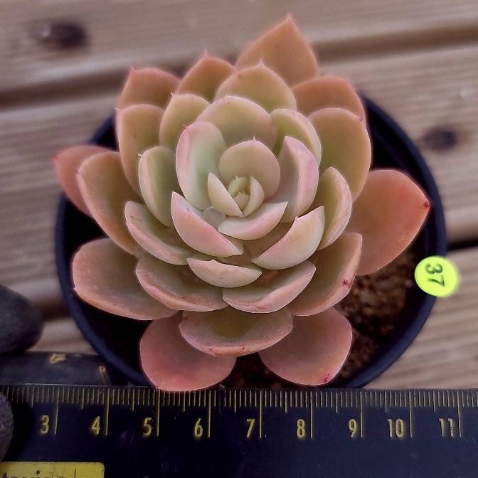 Echeveria Pink Vera