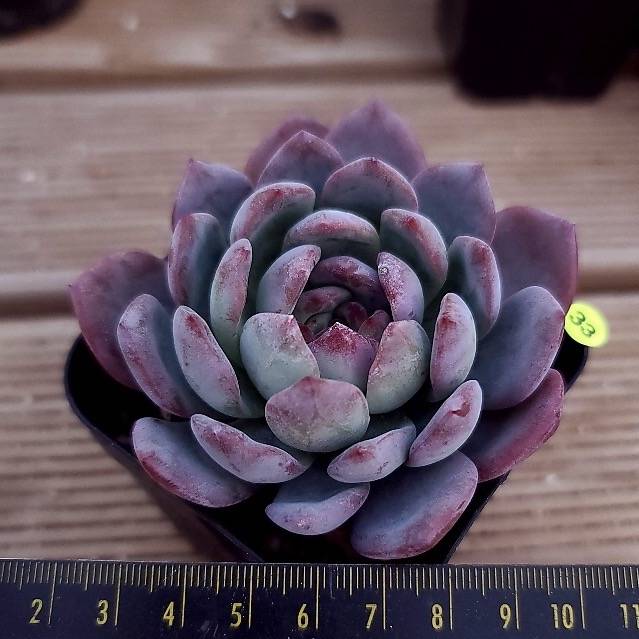 Echeveria Sp.