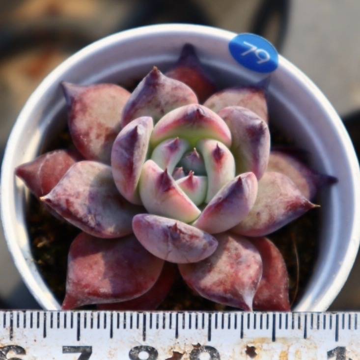 Echeveria Sapphire