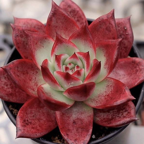 dark red succulent Echeveria Red Plum – Cedar Creek Farmhouse