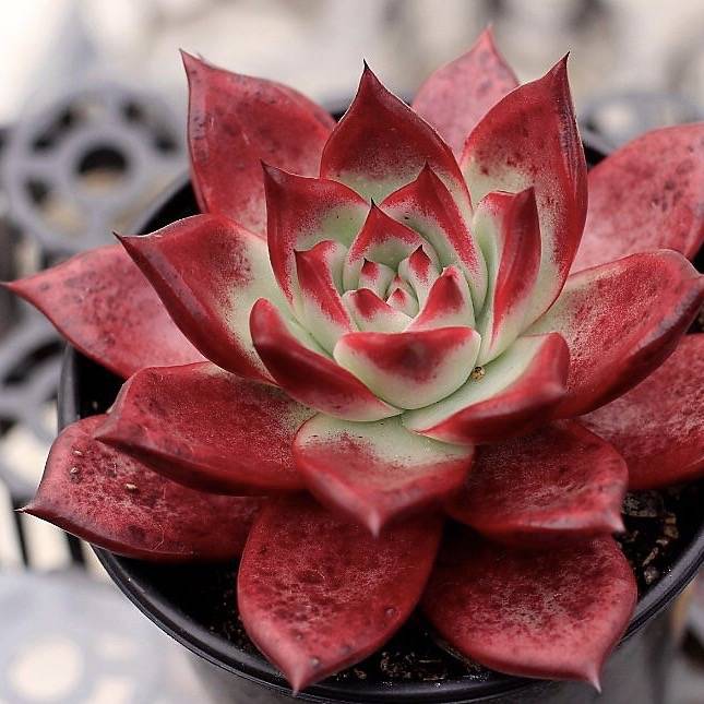 Echeveria Red Plum
