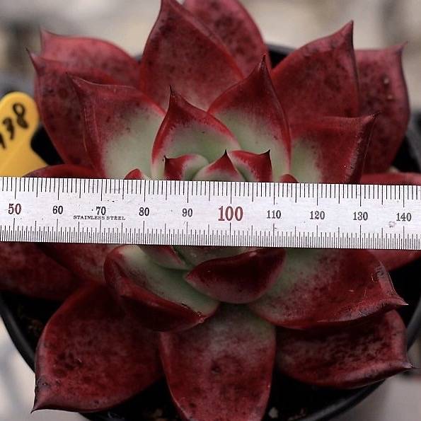 Echeveria Red Plum