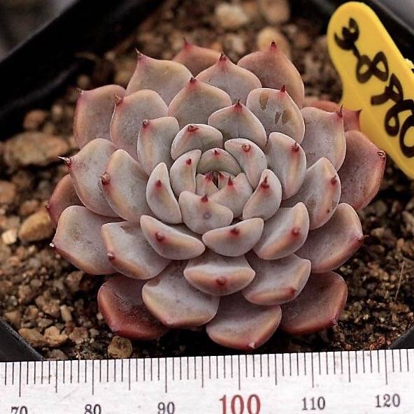 Echeveria Pink Zaragosa