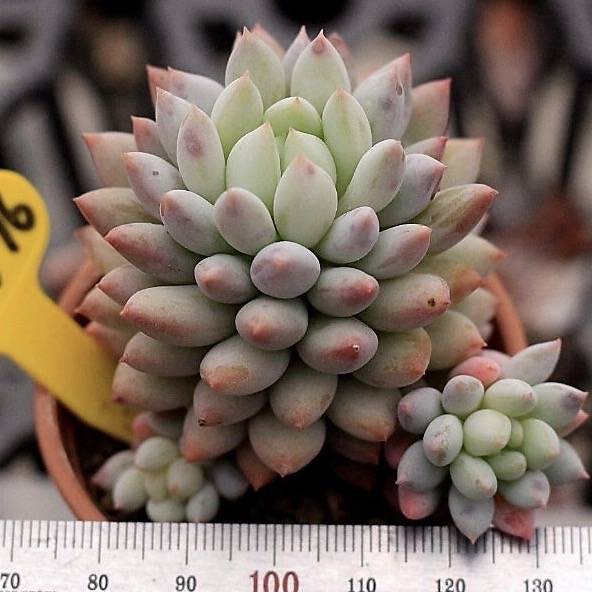Echeveria Crown Ball