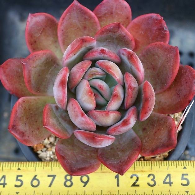 Echeveria Glam Pink