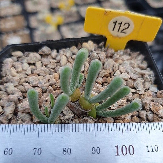 Monilaria Moniliforme