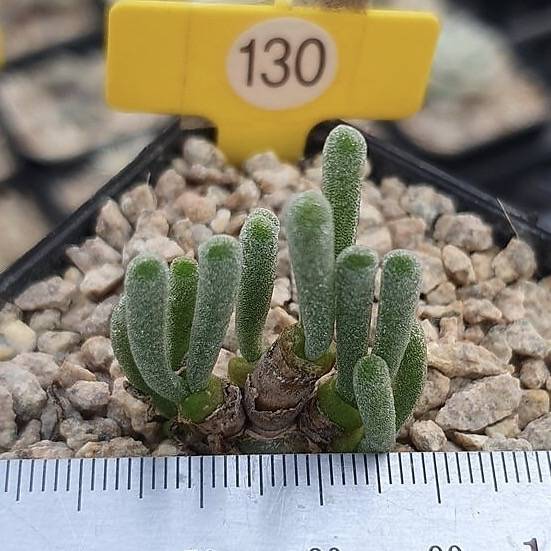 monilaria succulent Monilaria Moniliforme – Cedar Creek Farmhouse
