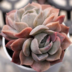 Echeveria Unknown, Light Variegation