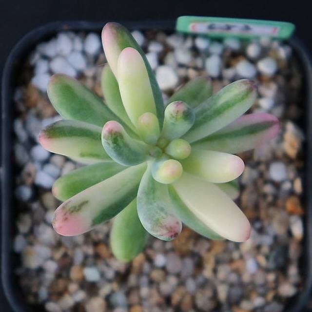 sedum variegata Sedum Pachyphyllum, Variegata, (Not so Random)