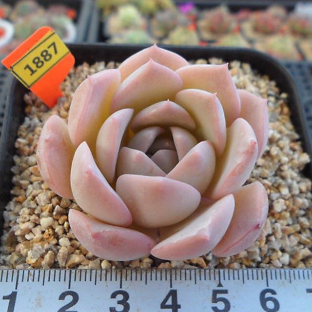 PRESALE Echeveria Amazing Grace, (Not so Random)