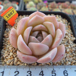 PRESALE Echeveria Amazing Grace, (Not so Random)