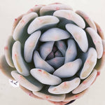 PRESALE Echeveria Elegans Potosina, (Not so Random)