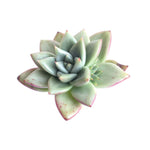 The GOOD, The BAD and The UGLY SALE! Echeveria Agavoides Sp.