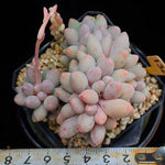 PRESALE Pachyphytum Machucae, (Random)