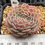 PRESALE Echeveria Tuxpan, Cristata, (Random)