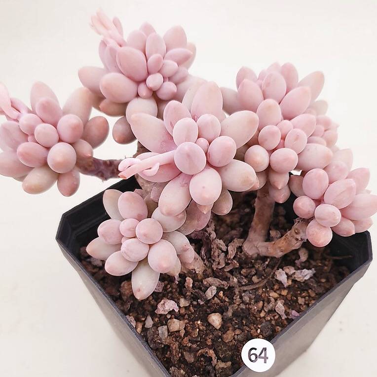 PRESALE Pachphytum Machucae, 'Baby Fingers,' (Random)