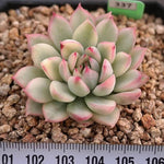 BLACK FRIDAY SNEAK, Echeveria Mebina, Variegata, (Random)