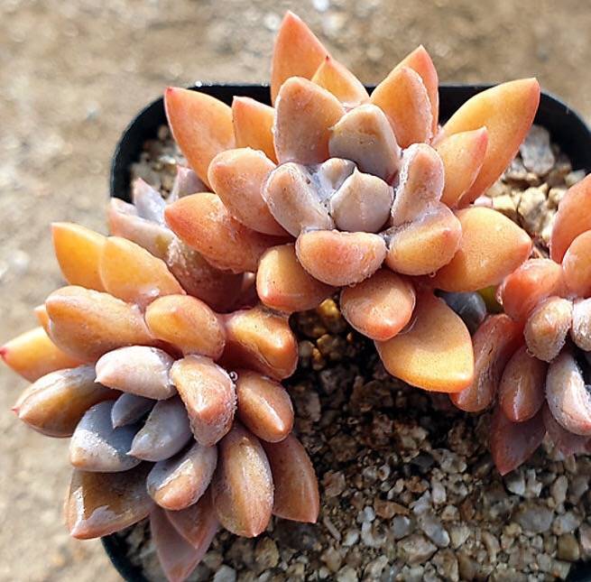 PRESALE Echeveria Sugar Jelly, (Not So Random)