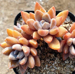 PRESALE Echeveria Sugar Jelly, (Not So Random)