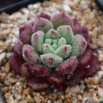 PRESALE Echeveria Carol, (Random)