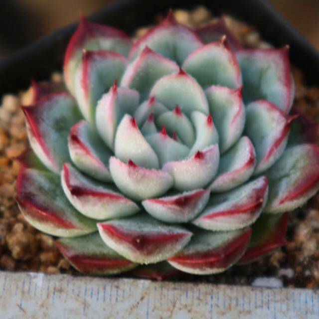 Echeveria Soulheart, (Random)