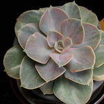 PRESALE Pearle von Nurnberg, Variegata, (Random)