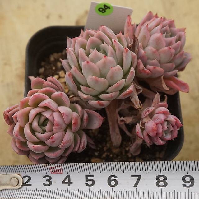 PREVIEW OF MOTHER"S DAY WEEKEND FLASH SALE!  PRESALE Echeveria Violet Queen, (Random)