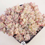 PRESALE Echeveria Brave Cristata, (Random)