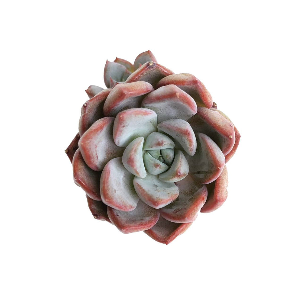 The GOOD, The BAD and The UGLY SALE! Echeveria Subcorymbosa Hybrid