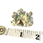 Echeveria Prolifica, Variegata Cristata