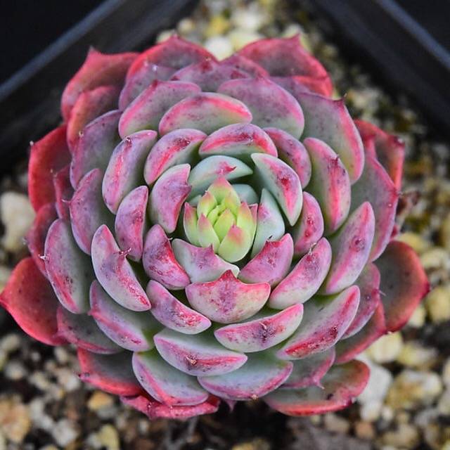 PRESALE Echeveria Sierra, (Random)