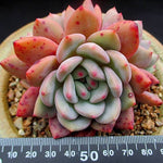 PRESALE Echeveria Ariel, Cluster, (Not so Random)