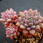 PRESALE Echeveria Chrissy n Ryan, Non-Crested, (Not so Random)