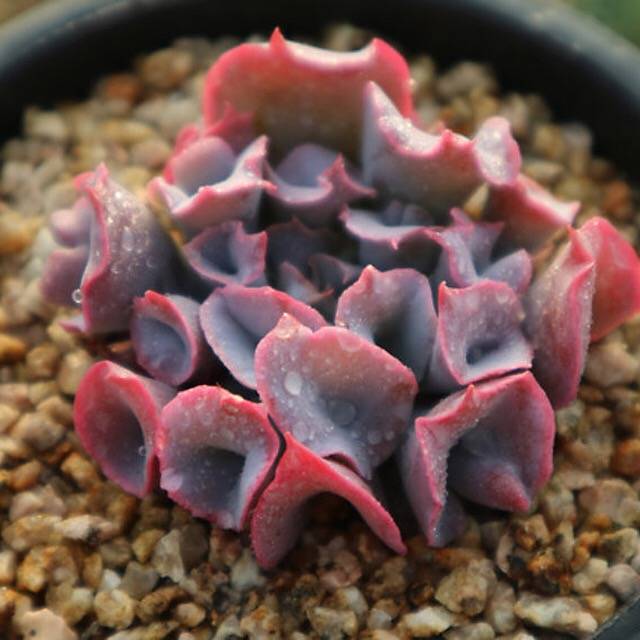 PRESALE Echeveria Trumpet Pinky, (Random)