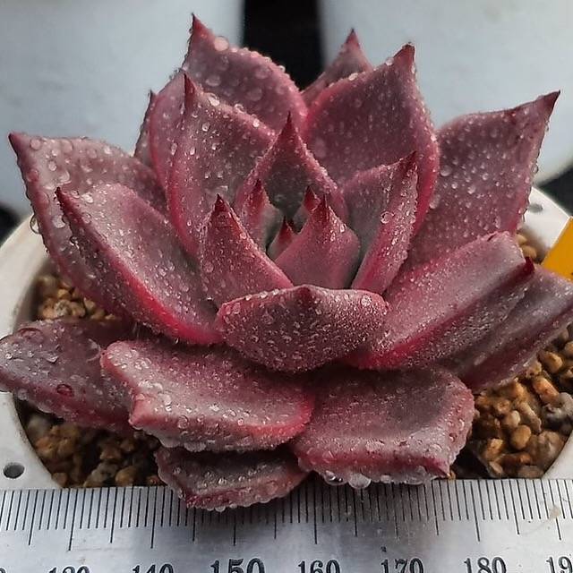 Echeveria Agavoides Ebony