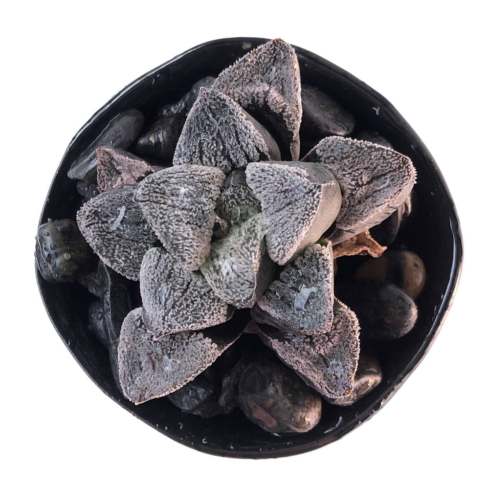 Haworthia Pygmaea ‘Snow’ Hybrid
