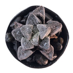 Haworthia Pygmaea ‘Snow’ Hybrid