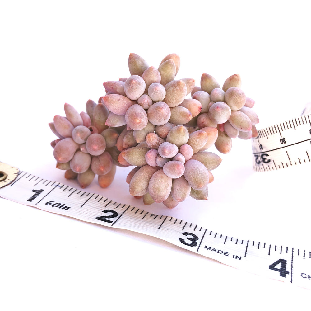 Pachyphytum Machucae, Baby Fingers